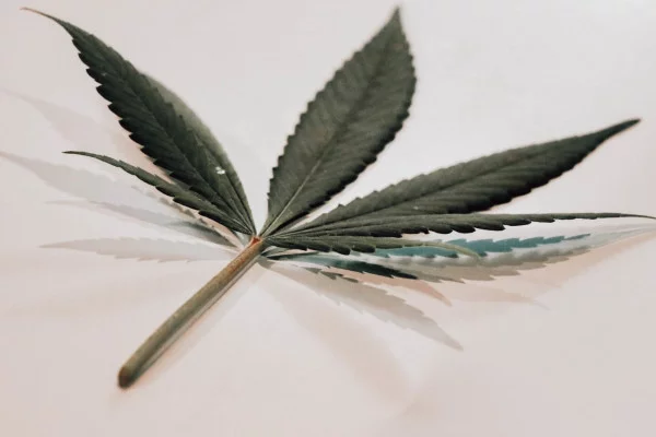 Мутации каннабиса – удивительные факты